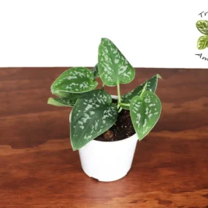Satin Pothos Plant 4 inch Potted Houseplant
