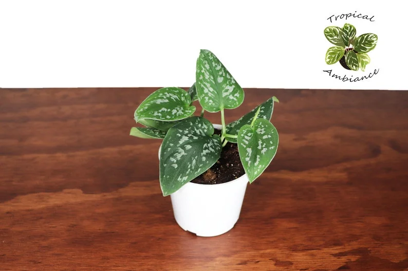 Satin Pothos Plant 4 inch Potted Houseplant