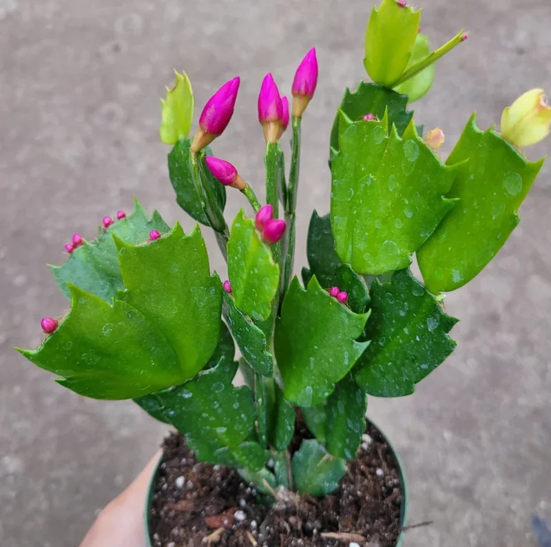 Schlumbergera Truncata Thanksgiving Cactus Succulent Live Plant 4" Bare Roots