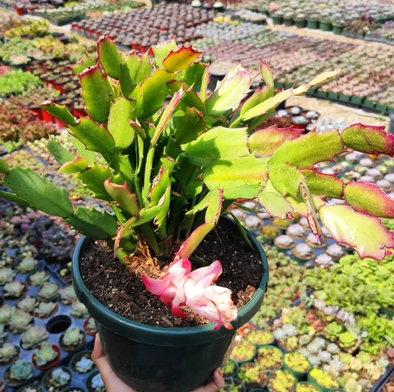 Schlumbergera Truncata Thanksgiving Cactus Succulent Live Plant 4" Bare Roots
