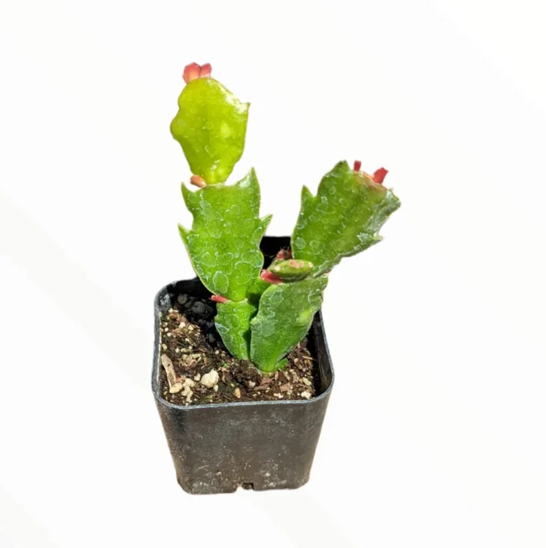 Schlumbergera Truncata Thanksgiving Cactus Succulent Live Plant 4" Bare Roots