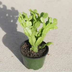 Schlumbergera Truncata Thanksgiving Cactus Succulent Plant 2