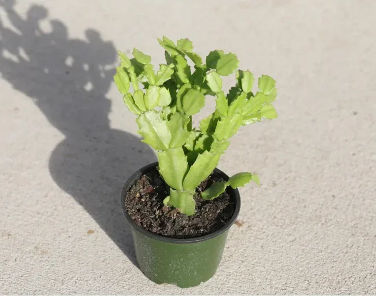 Schlumbergera Truncata Thanksgiving Cactus Succulent Plant 2"Pot for Garden
