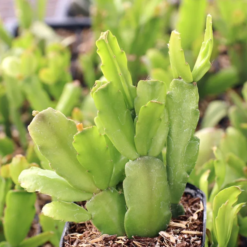 Schlumbergera x Buckleyi Christmas Cactus 2"Pot Live Plant for Garden Decor