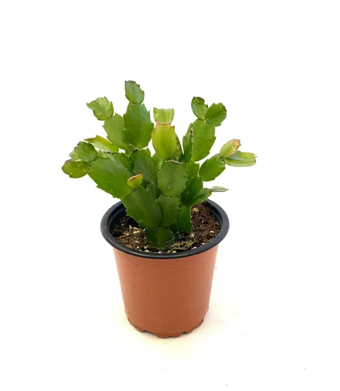 Schlumbergera x Buckleyi Christmas Cactus 2"Pot Live Plant for Garden Decor