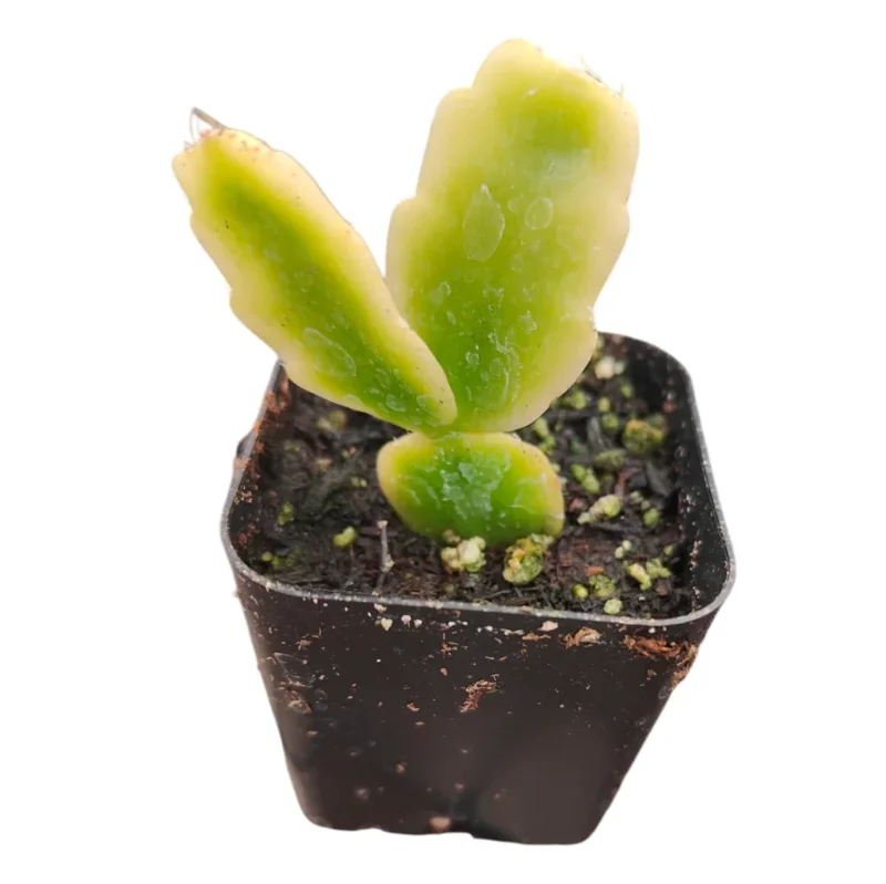 Schlumbergera x Buckleyi Christmas Cactus 2"Pot Live Plant for Garden Decor
