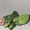Scindapus Argyraeus Silver Pothos Live Plant 4" Pot – Air-Purifying Tropical Plant