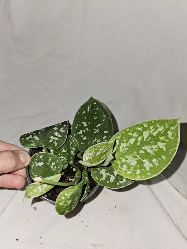 Scindapus Argyraeus Silver Pothos Live Plant 4" Pot – Air-Purifying Tropical Plant