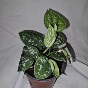 Scindapus Argyraeus Silver Pothos Live Plant 4