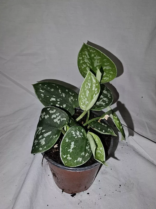 Scindapus Argyraeus Silver Pothos Live Plant 4" Pot – Air-Purifying Tropical Plant