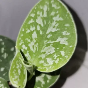 Scindapus Argyraeus Silver Pothos Live Plant 4
