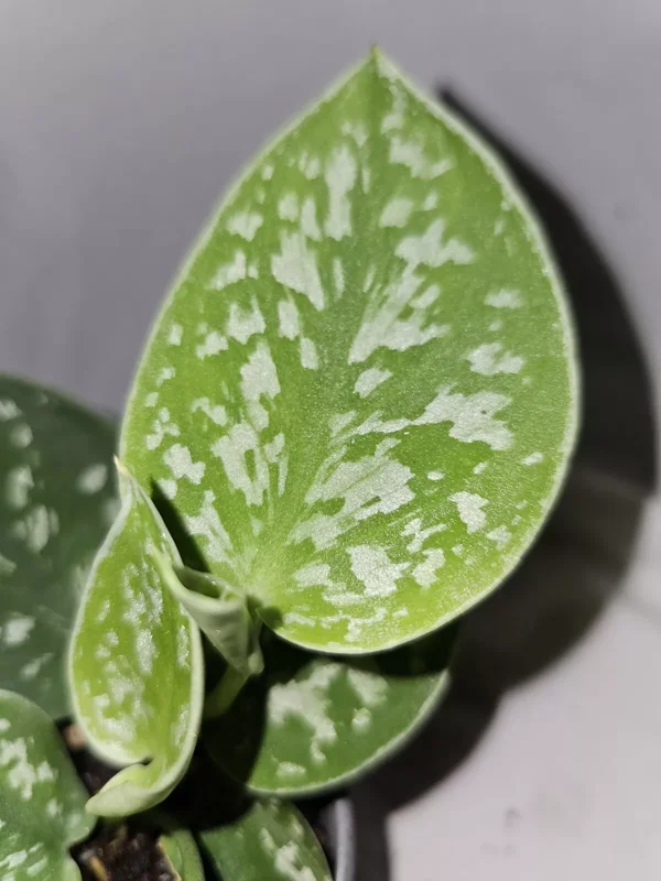 Scindapus Argyraeus Silver Pothos Live Plant 4" Pot – Air-Purifying Tropical Plant