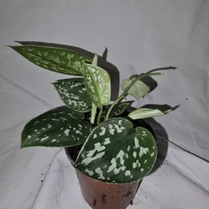 Scindapus Argyraeus Silver Pothos Live Plant 4