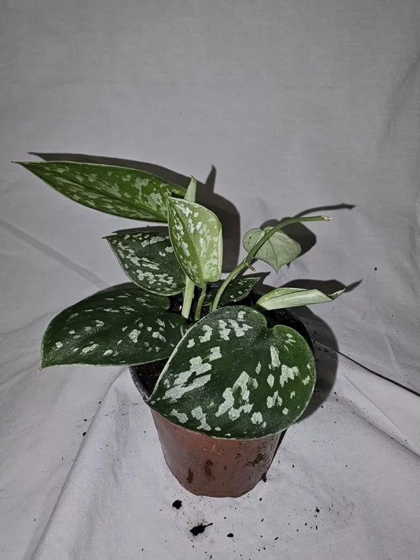 Scindapus Argyraeus Silver Pothos Live Plant 4" Pot – Air-Purifying Tropical Plant