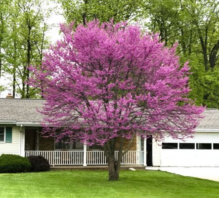 5 Eastern Red Bud Bareroot Seedlings - 6-18” - Fast-Growing - Image 2