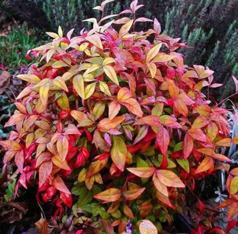 Dwarf Nandina – Starter Plant – 2.5” Pot – Hardy Ornamental Shrub - Image 2