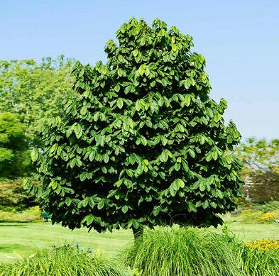 Paw Paw Indian Banana Tree - Quart Pot - Cold-Hardy Fruit Tree - Image 4