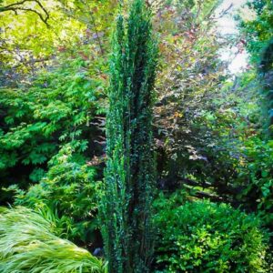 Sky Pencil Holly Quart Pot - Upright Evergreen Shrub for Landscaping