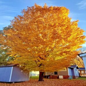 Trident Maple Quart Pot - Hardy & Fast-Growing Ornamental Tree