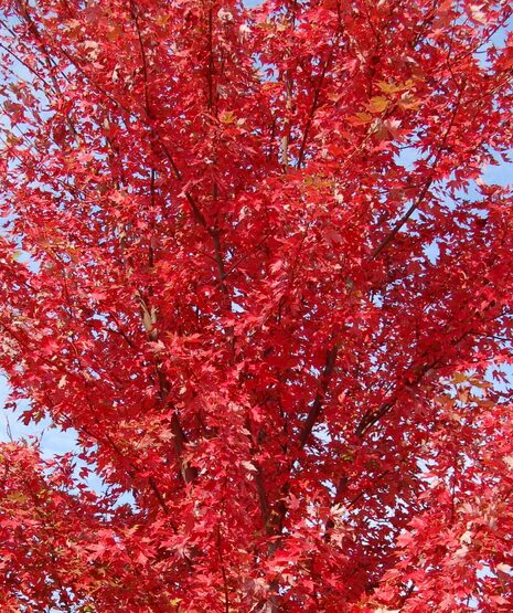 Autumn Blaze Maple Tree - Quart Pot - Fast-Growing & Vibrant Fall Colors - Image 3