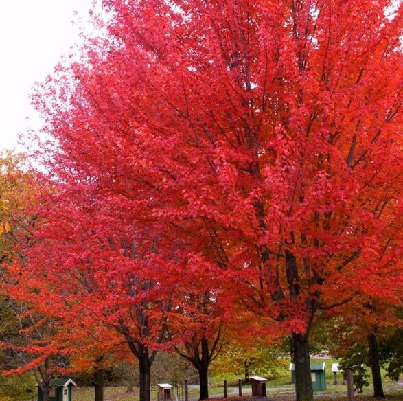 Autumn Blaze Maple Tree - Quart Pot - Fast-Growing & Vibrant Fall Colors