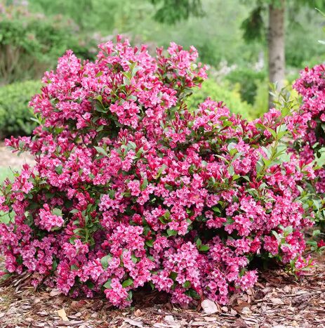 2 Pink Weigela Bare Root 1-2' - Ornamental Flowering Shrub - Pollinator-Friendly - Image 2