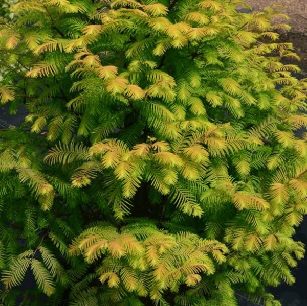 Metasequoia - Dawn Redwood - 9-16 Inch Starter Plant - Dormant