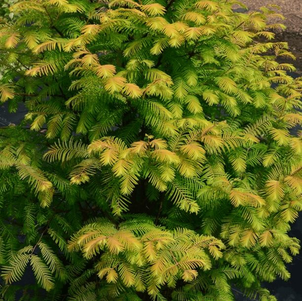Metasequoia - Dawn Redwood - 9-16 Inch Starter Plant - Dormant