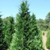 Murray Cypress Tree - 2.5” Pot - Fast-Growing Evergreen