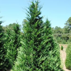 Murray Cypress Tree - 2.5” Pot - Fast-Growing Evergreen