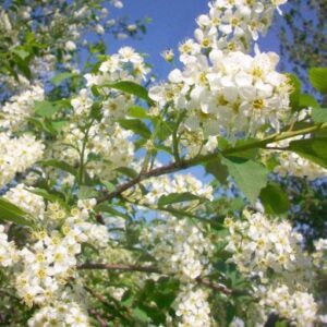 Choke Cherry ‘Canadian Red’ - 2.5” Pot - Hardy Ornamental Tree