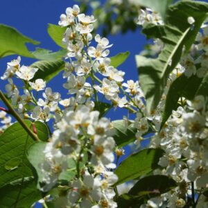 Alternative view of Choke Cherry ‘Canadian Red’ - 2.5” Pot - Hardy Ornamental Tree