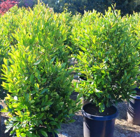 Cherry Laurel Shrub 2.5” Pot - Evergreen, Hardy Privacy Hedge Plant - Image 2