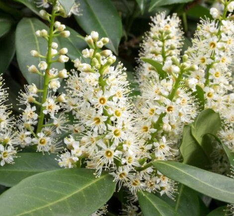 Cherry Laurel Shrub 2.5” Pot - Evergreen, Hardy Privacy Hedge Plant