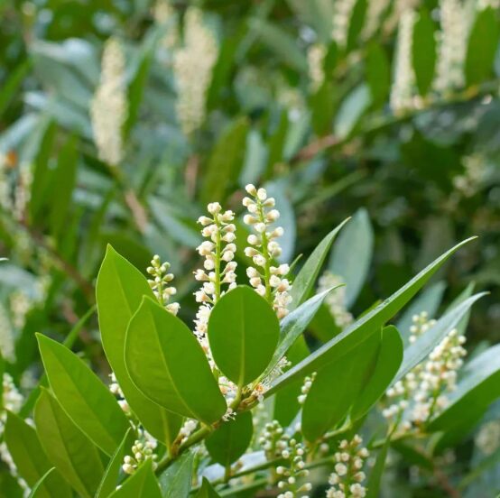 Cherry Laurel Shrub 2.5” Pot - Evergreen, Hardy Privacy Hedge Plant - Image 4