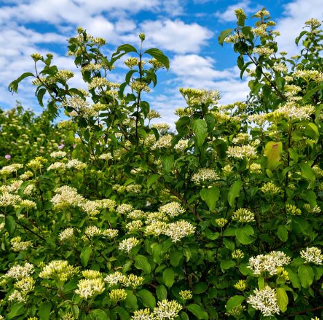 Black Haw Native Viburnum - Quart Pot - Hardy Flowering Shrub - Image 4