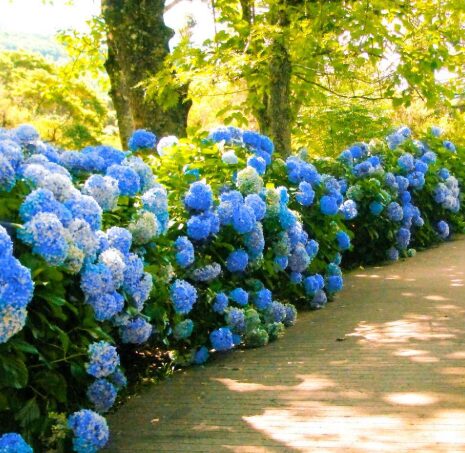 2 Nikko Blue Hydrangea Rooted Cuttings - 12-24 Inches Bare Root - Image 2