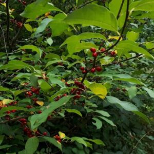 Spice Bush Quart Pot - Native Shrub for Pollinators and Landscaping
