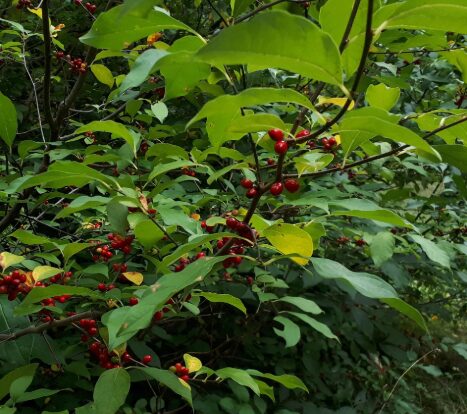 Spice Bush Quart Pot - Native Shrub for Pollinators and Landscaping