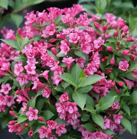 2 Pink Weigela Bare Root 1-2' - Ornamental Flowering Shrub - Pollinator-Friendly