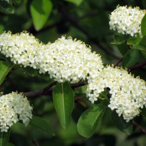 Black Haw Native Viburnum - Quart Pot - Hardy Flowering Shrub