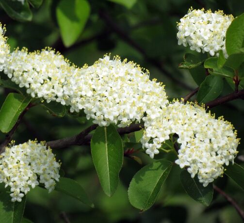 Black Haw Native Viburnum - Quart Pot - Hardy Flowering Shrub