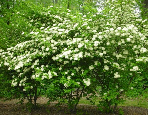 Black Haw Native Viburnum - Quart Pot - Hardy Flowering Shrub - Image 3