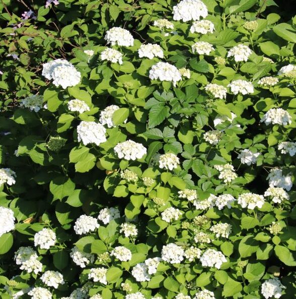 Native Arrowood 'Chicago Lustre' Viburnum - 2.5" Pot - Hardy Shrub - Image 2