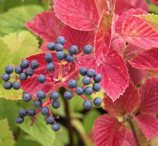 Native Arrowood 'Chicago Lustre' Viburnum - 2.5" Pot - Hardy Shrub - Image 3