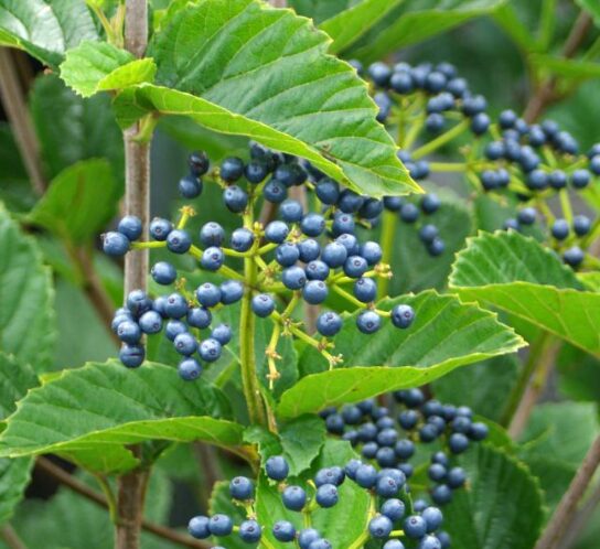 Native Arrowood 'Chicago Lustre' Viburnum - 2.5" Pot - Hardy Shrub