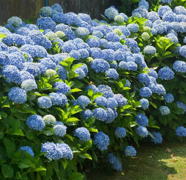 2 Nikko Blue Hydrangea Rooted Cuttings - 12-24 Inches Bare Root - Image 4