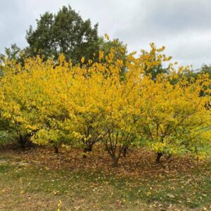 Alternative view of Spice Bush Quart Pot - Native Shrub for Pollinators and Landscaping