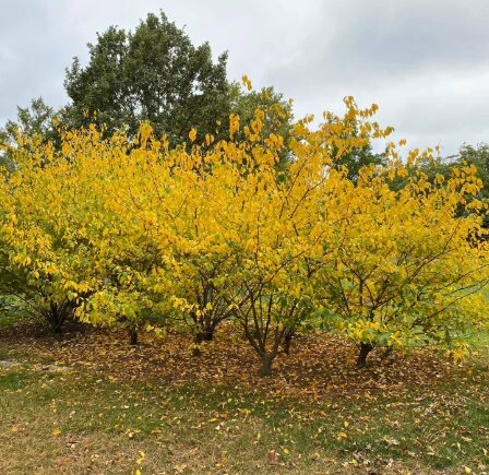 Spice Bush Quart Pot - Native Shrub for Pollinators and Landscaping - Image 2