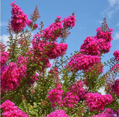 2 Pink Crape Myrtle Bare Root 1-2’ - Vibrant Flowering Tree